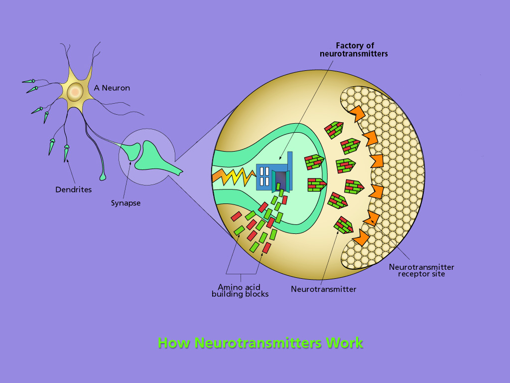How Neurotrasmitters work