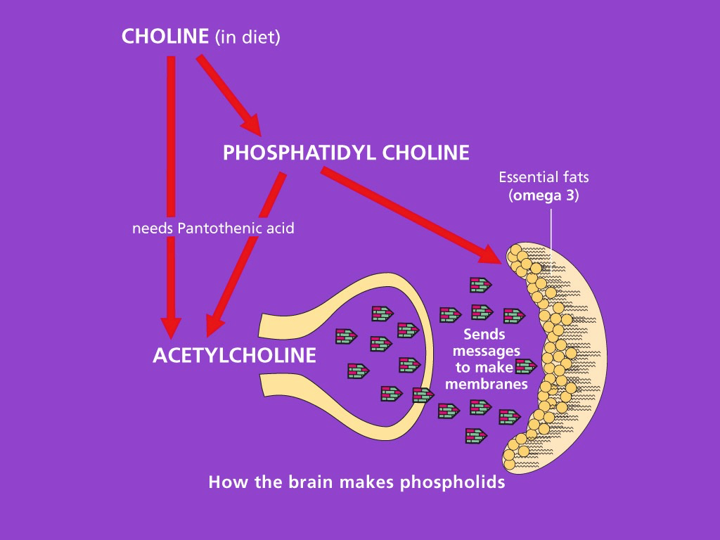How the brain makes phospholipids