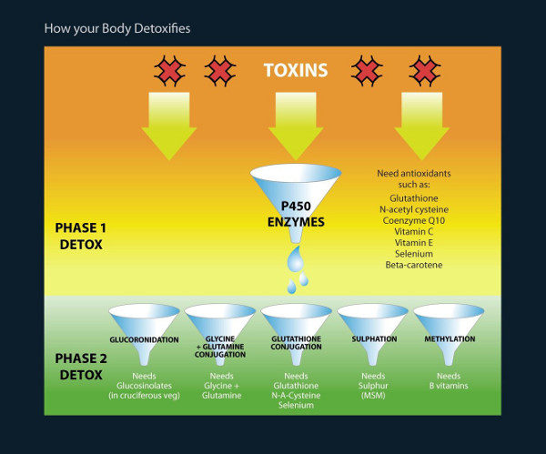 How your body Detoxifies