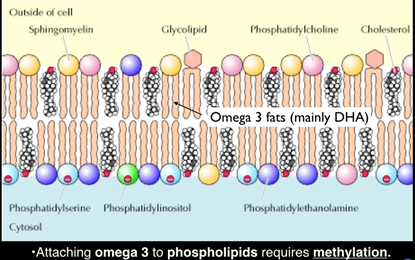 Phospholipids diagram